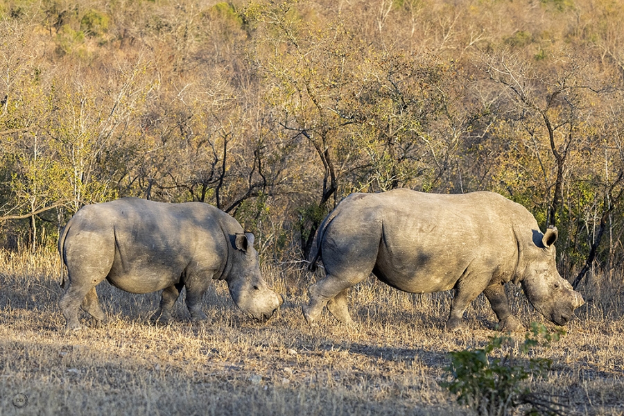 Whtihe Rhino <i>(Ceratotherium simum)</i>