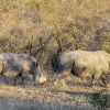 Whtihe Rhino <i>(Ceratotherium simum)</i>