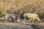 Whtihe Rhino <i>(Ceratotherium simum)</i>