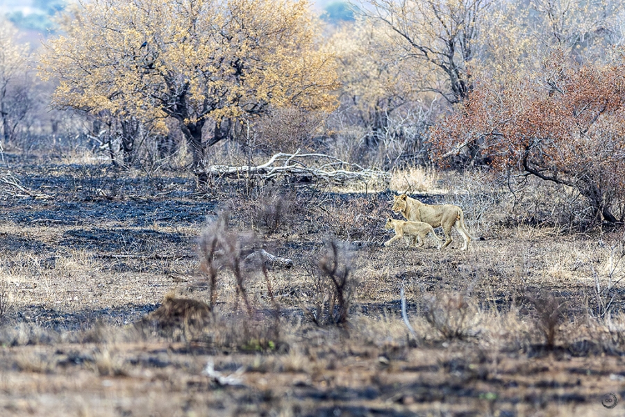 Lion <i>(Panthera leo)</i>
