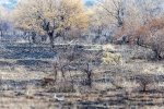 Lion <i>(Panthera leo)</i>