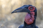 Southern Ground Honbill <i>(Bucorvus leadbeateri)</i>