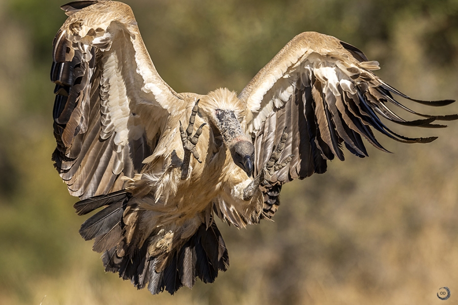 White-backed Vulture <i>(Gyps africanus)</i>