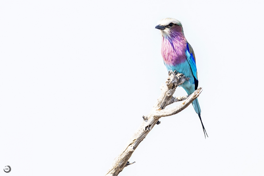 Lilac-breasted roller <i> (Coracias caudata)</i>