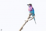 Lilac-breasted roller <i> (Coracias caudata)</i>