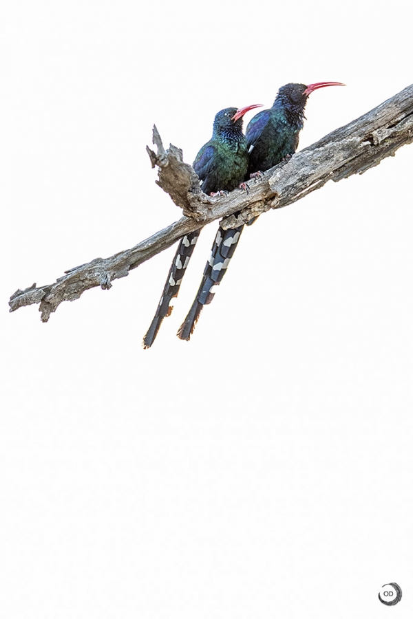Green Woodhoopoe <I> (Phoeniculus purpureus)</I>
