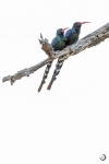 Green Woodhoopoe <I> (Phoeniculus purpureus)</I>