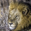 Lion <i>(Panthera leo)</i>