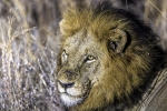 Lion <i>(Panthera leo)</i>