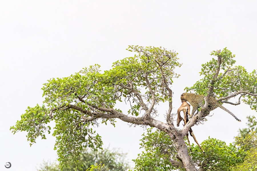 Leopard <i> (Panthera pardus) </i>