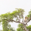 Leopard <i> (Panthera pardus) </i>
