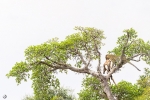 Gallery: Kruger (South Africa)
