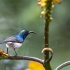 White-bellied Sunbird <i>(Cinnyris talatala) </i>