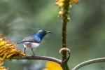 White-bellied Sunbird <i>(Cinnyris talatala) </i>