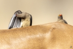 Red-billed oxpecker <i> (Buphagus erythrorynchus)</i>