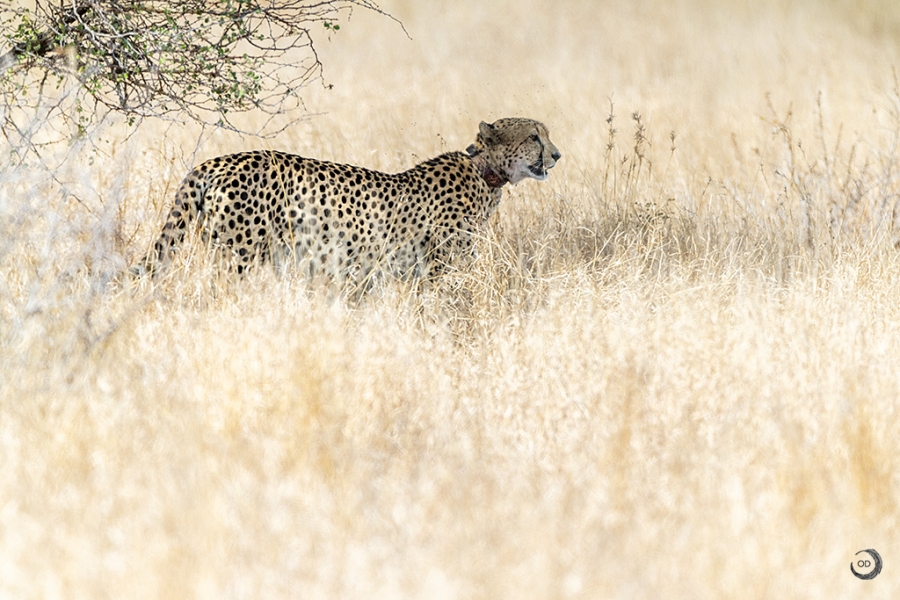 Cheetah <i> (Acinonyx jubatus) </i>