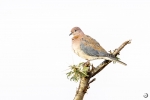 Laughing Dove <i> (Spilopelia senegalensis) </i>