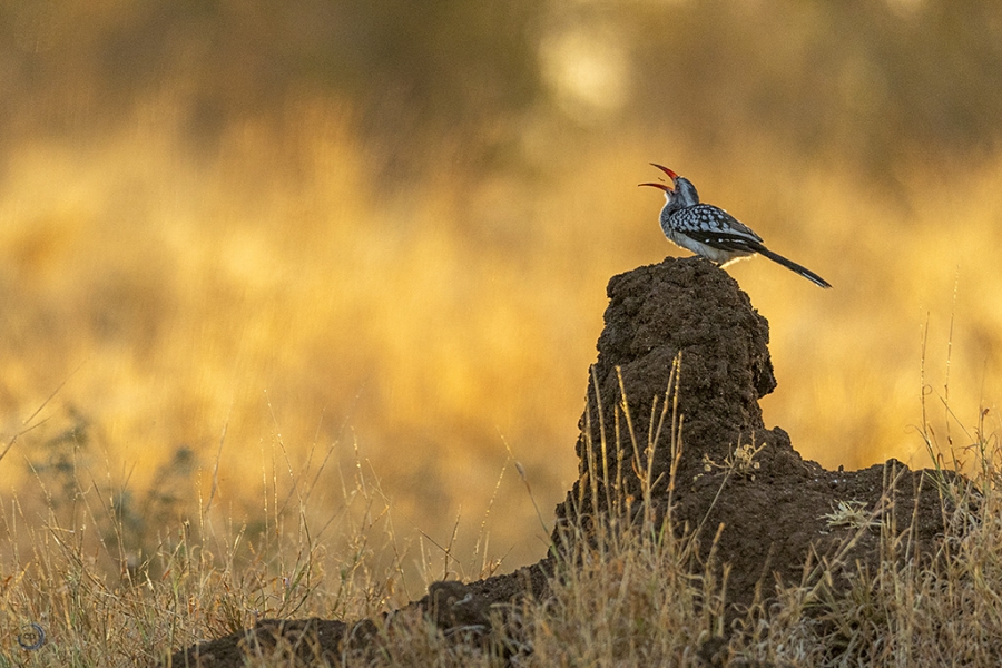 Southern Red-billed Hornbill <i>(Tockus rufirostris)</i>