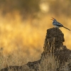 Southern Red-billed Hornbill <i>(Tockus rufirostris)</i>