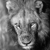 Lion <i>(Panthera leo)</i>