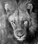 Lion <i>(Panthera leo)</i>