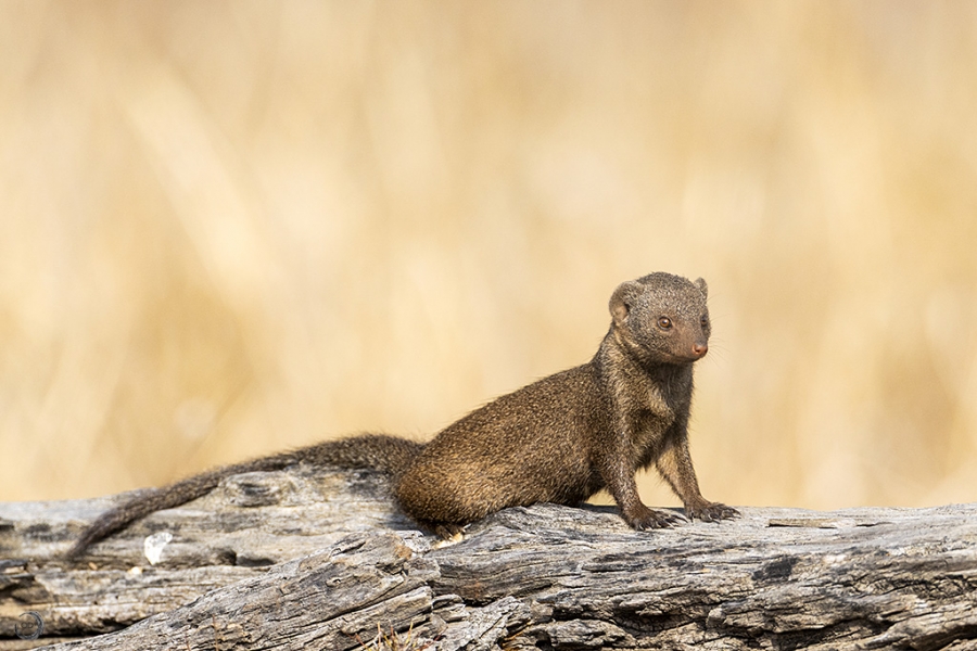Common Slender Mongoose. <i>(Herpestes sanguineus)</i>
