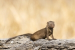 Common Slender Mongoose. <i>(Herpestes sanguineus)</i>