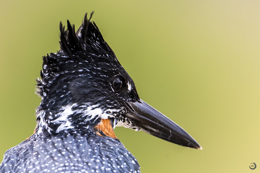 Giant Kingfisher <i> (Megaceryle maxima)</i>