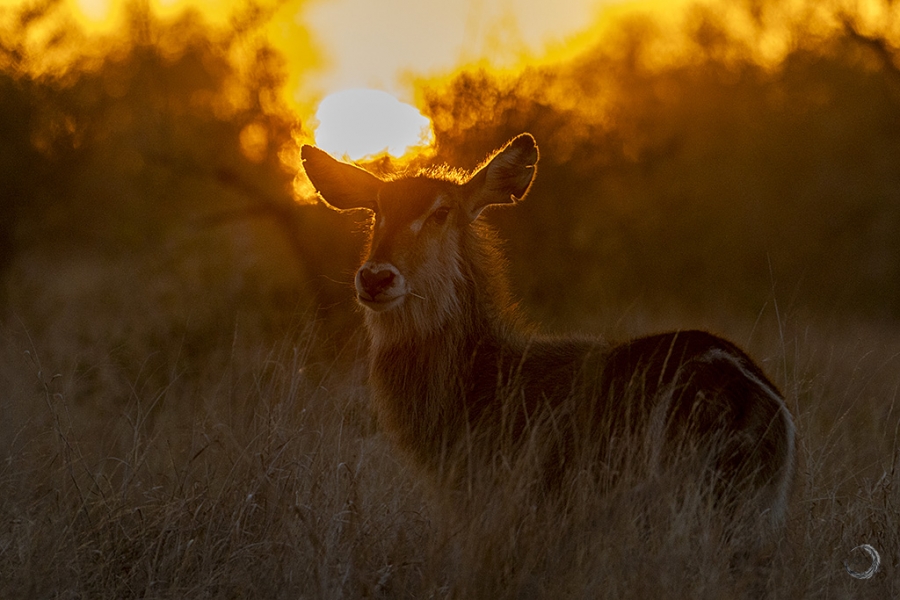 Waterbuck <i>(Kobus ellipsiprymnus)</i>