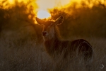 Waterbuck <i>(Kobus ellipsiprymnus)</i>