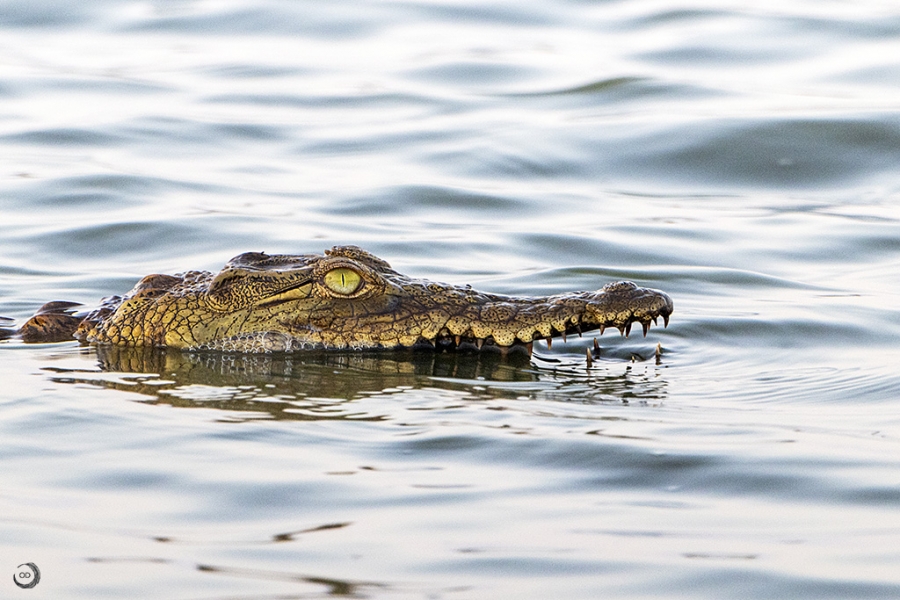 Nile crocodile <i> (Crocodylus niloticus)</i>