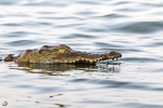 Nile crocodile <i> (Crocodylus niloticus)</i>