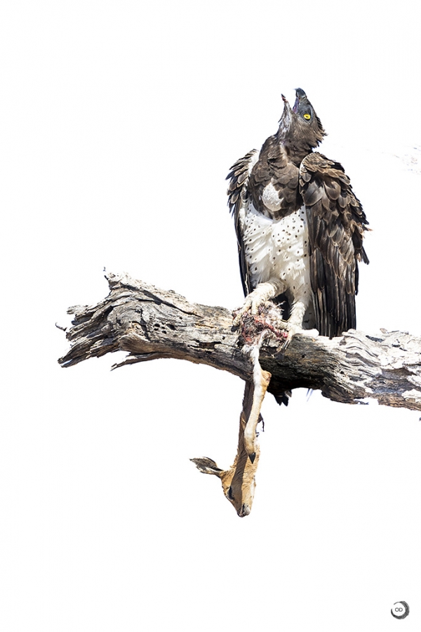 Martial eagle <I>(Polemaetus bellicosus)</I>