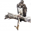 Martial eagle <I>(Polemaetus bellicosus)</I>