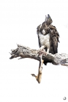 Martial eagle <I>(Polemaetus bellicosus)</I>