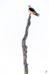 Black-winged Kite <i>( Elanus caeruleus)</i>