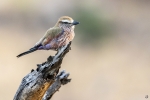 Purple roller <i>(Coracias naevius)</i>