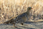 Double-banded Sandgrouse <I> (Pterocles bicinctus)</i>