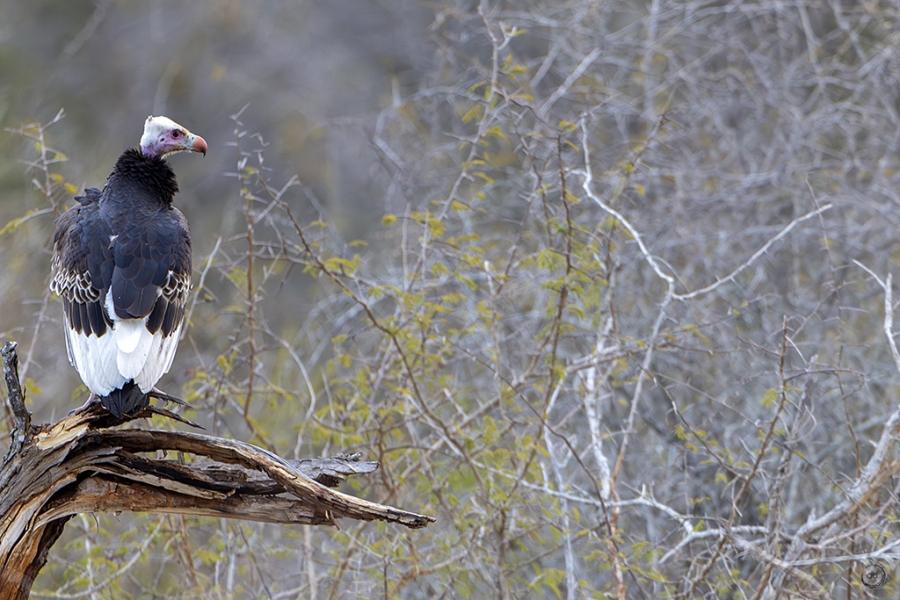 White-headed vulture <i> (Trigonoceps occipitalis)</i>