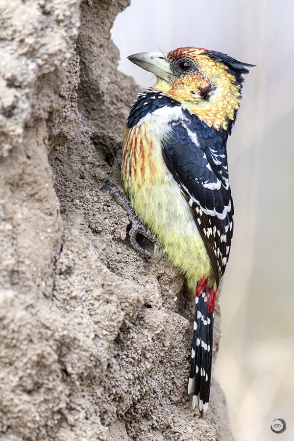 Crested barbet <i>(Trachyphonus vaillantii)</i>