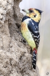 Crested barbet <i>(Trachyphonus vaillantii)</i>