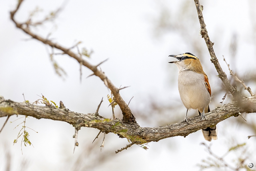 Black-crowned Tchagra <i> (Tchagra senegalus)</i>