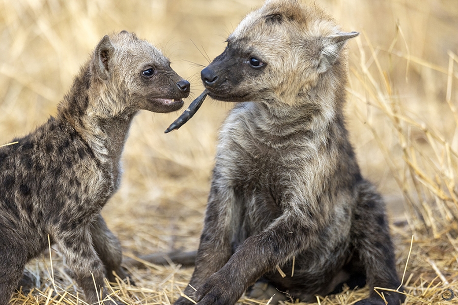 Spotted hyena <i>(Crocuta crocuta)</i>