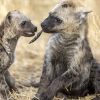 Spotted hyena <i>(Crocuta crocuta)</i>