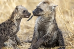 Spotted hyena <i>(Crocuta crocuta)</i>
