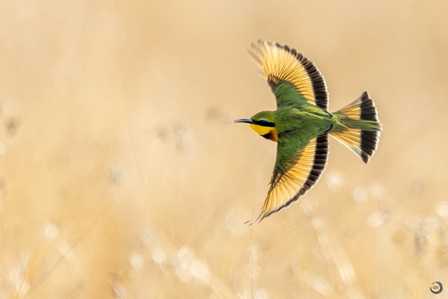 Little Bee-eater  <i> (Merops pusillus)</i>