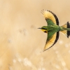 Little Bee-eater  <i> (Merops pusillus)</i>