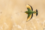 Little Bee-eater  <i> (Merops pusillus)</i>