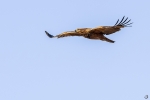 Twany eagle <i> (Aquila rapax) </i>