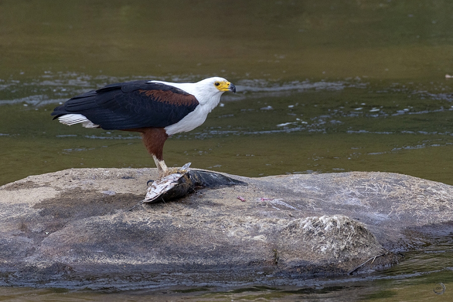 African Fish-Eagle <i> (Haliaeetus vocifer)</i>
